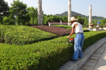 立体绿化：城市绿化植物配置的误区