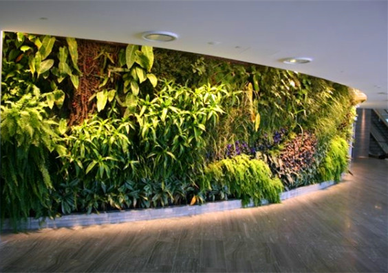 地下商场植物墙