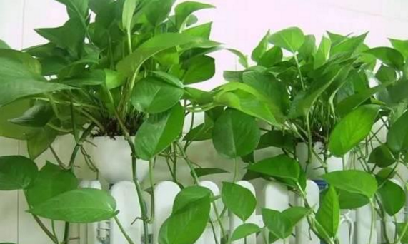 植物墙技巧：哪些植物不能够摆放在室内？