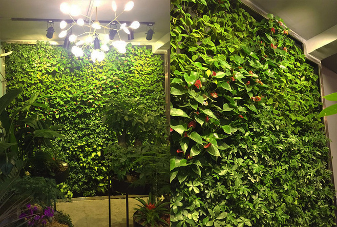 都市伊甸园：浅谈如何做好植物墙