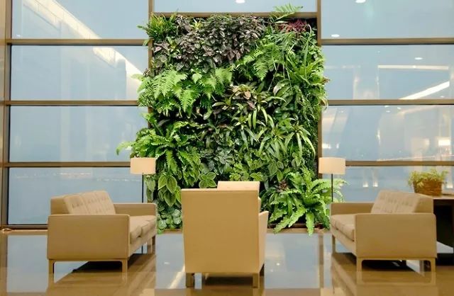 都市伊甸园：植物墙植物鸟巢蕨叶子发黄怎么处理?