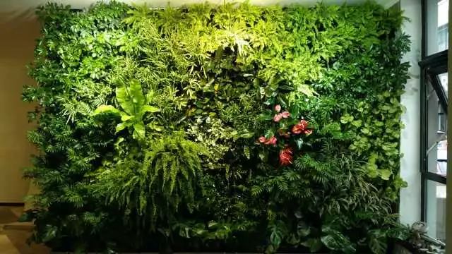 都市伊甸园：植物墙是否打造成功的必要条件